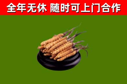 泰安市回收散虫草